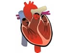 心臓